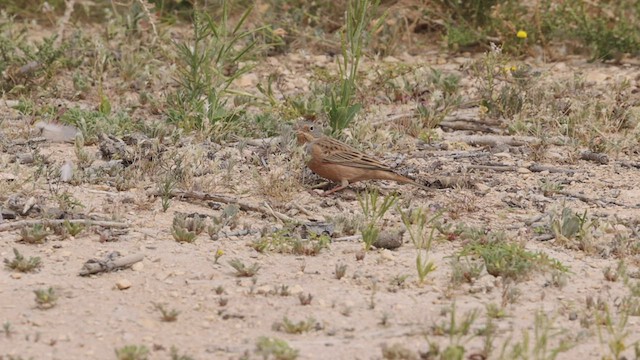 Cretzschmar's Bunting - ML457002211