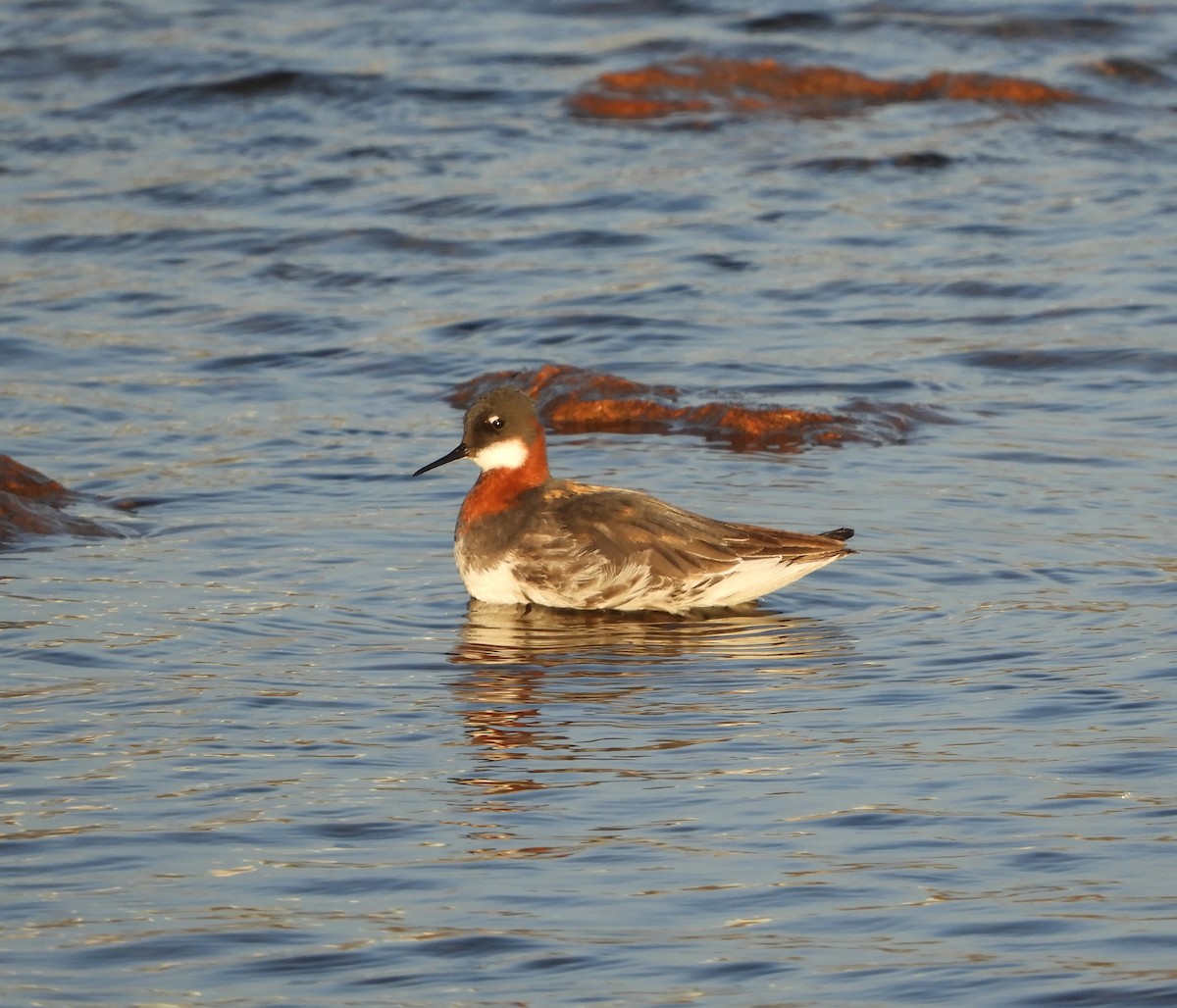 Red-necked Phalarope - ML457002491