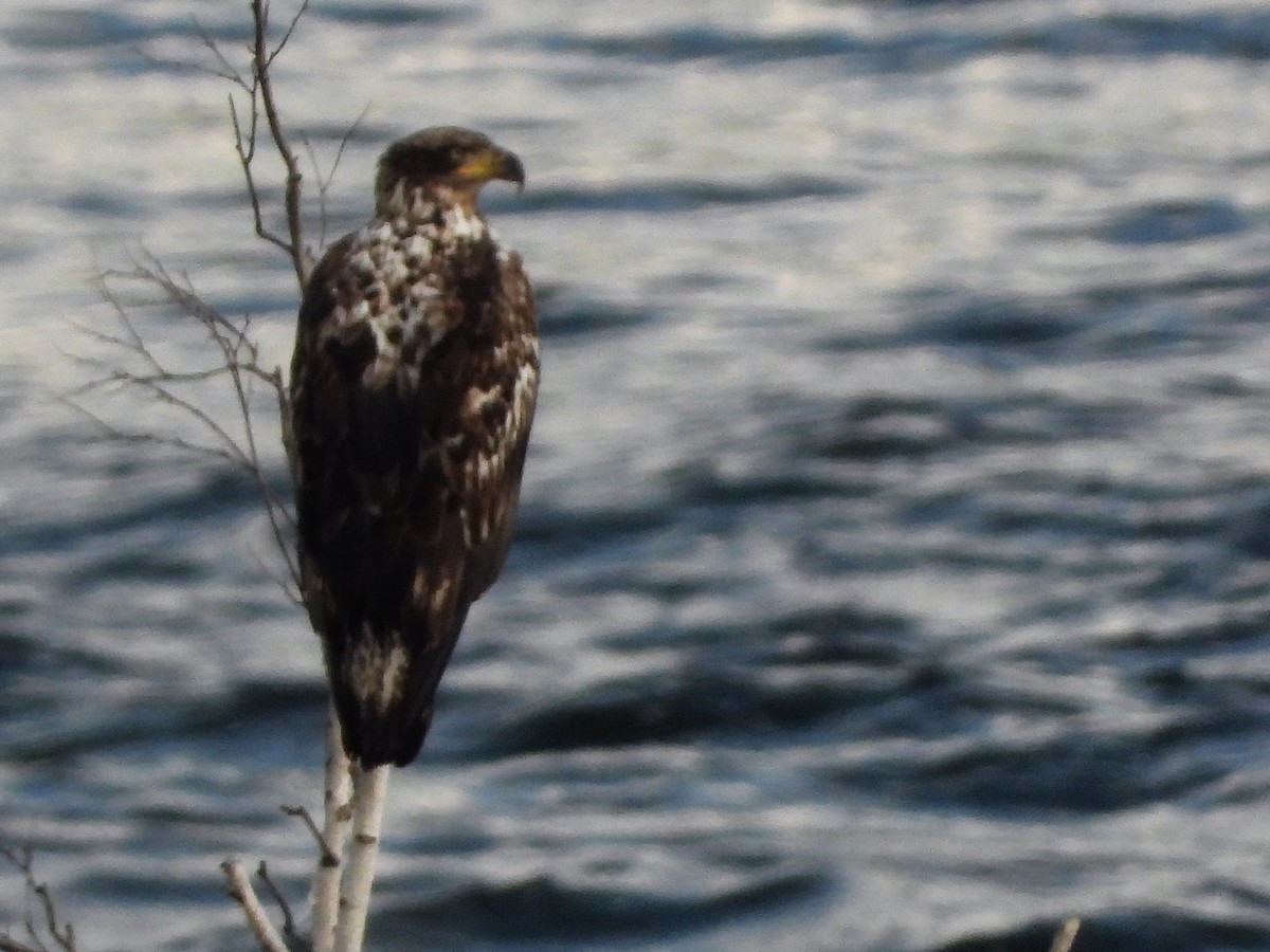 Weißkopf-Seeadler - ML457002531