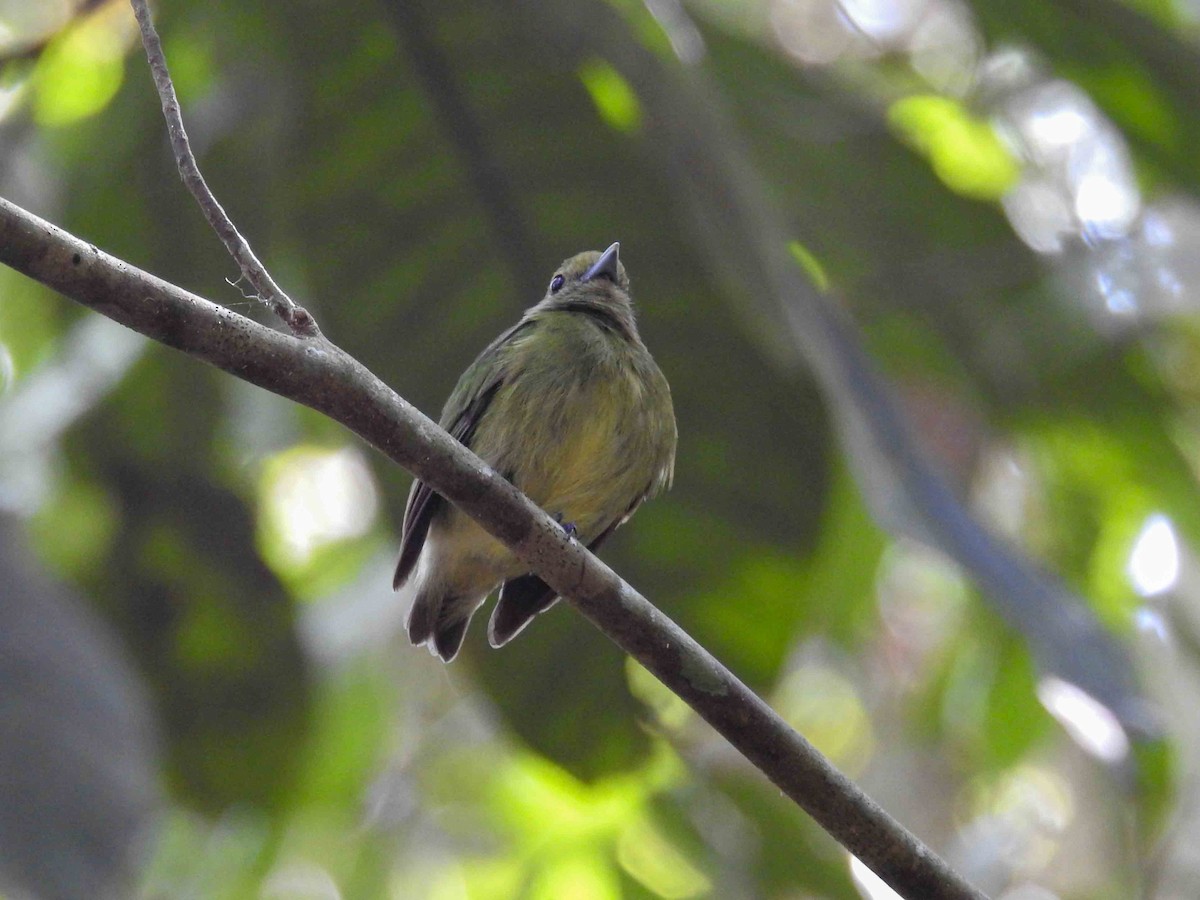 manakin sp. - Heidi Ware Carlisle