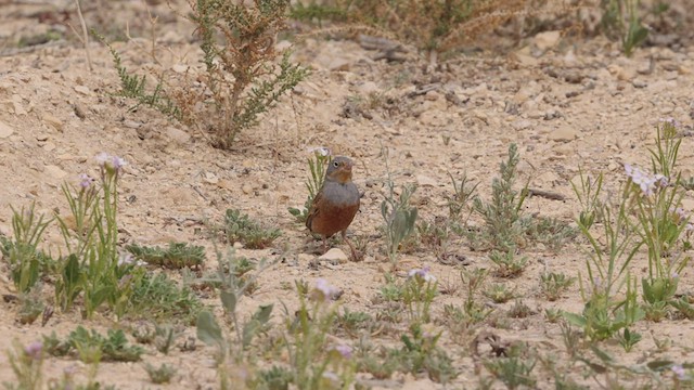 Cretzschmar's Bunting - ML457002881