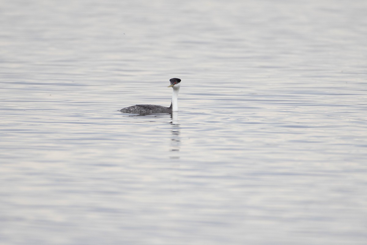 Western Grebe - Sylvie Martel / Gaétan Giroux