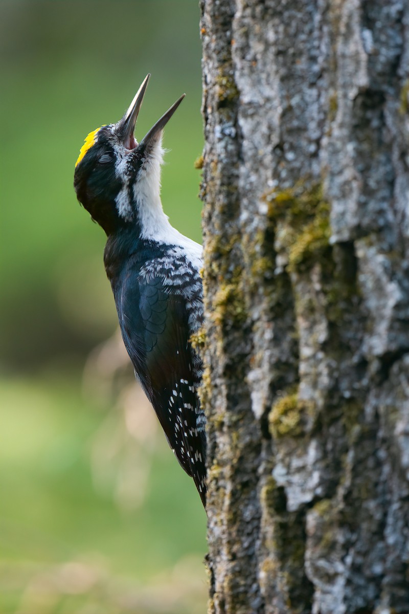 Black-backed Woodpecker - Connor Bowhay