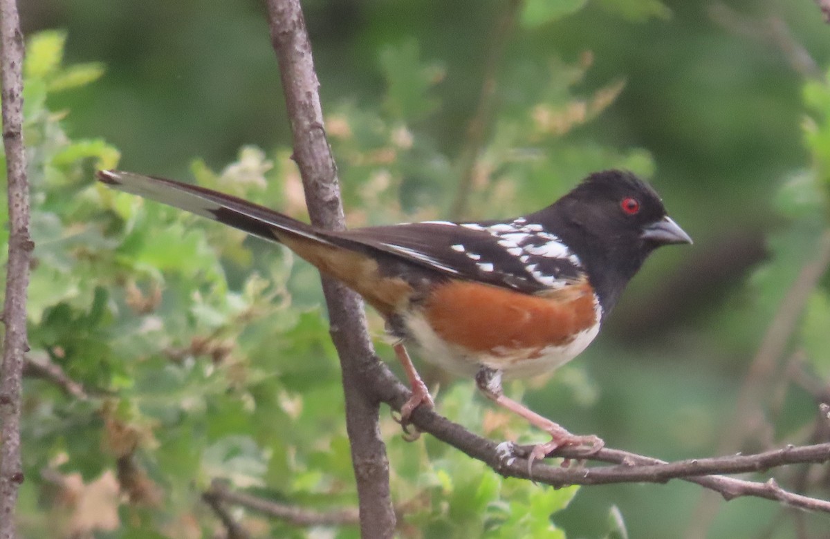 Spotted Towhee - ML457003631