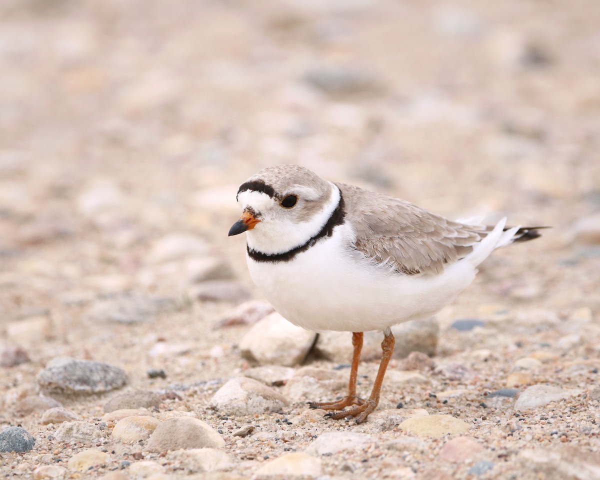 Piping Plover - ML457003721