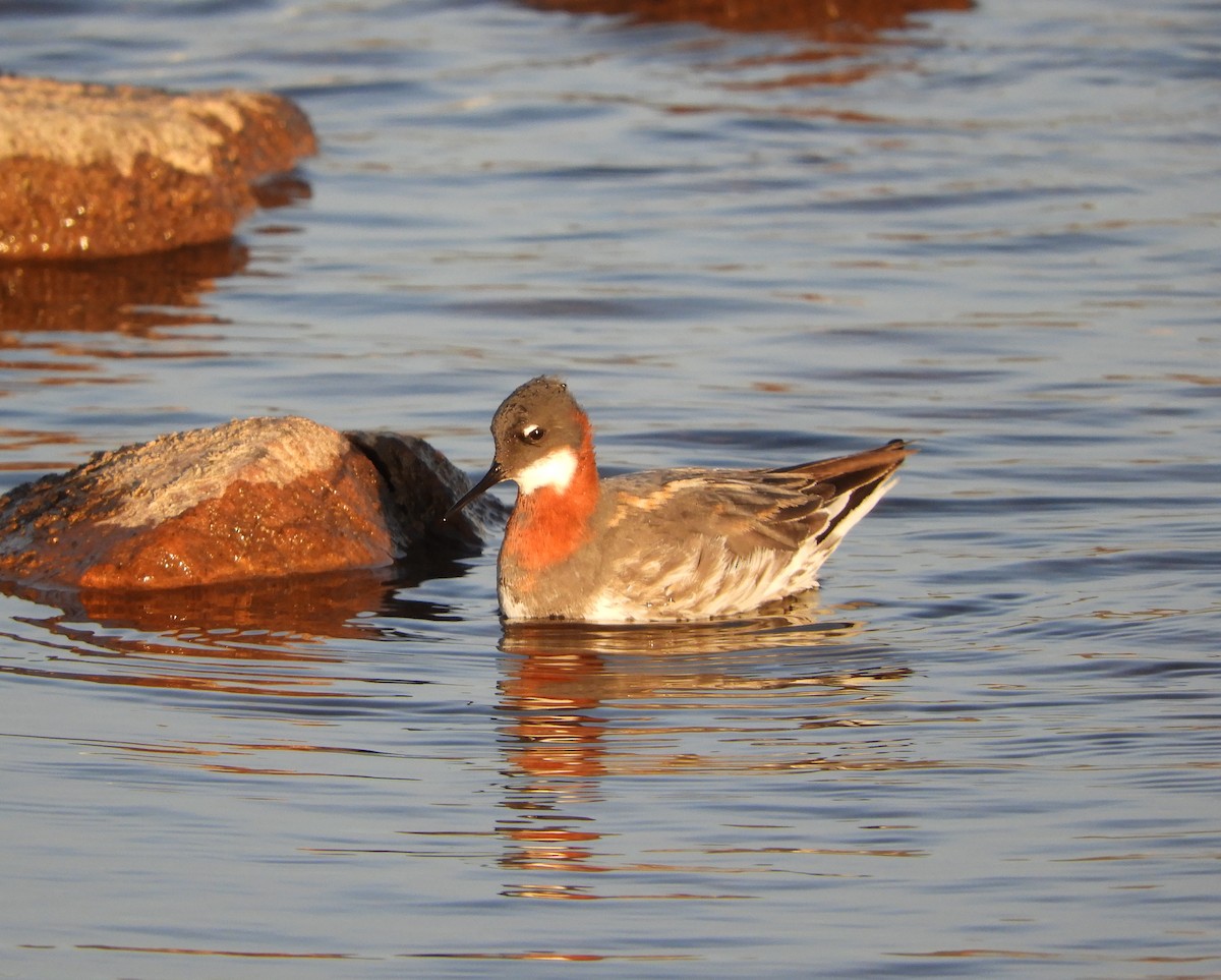 Red-necked Phalarope - ML457003791