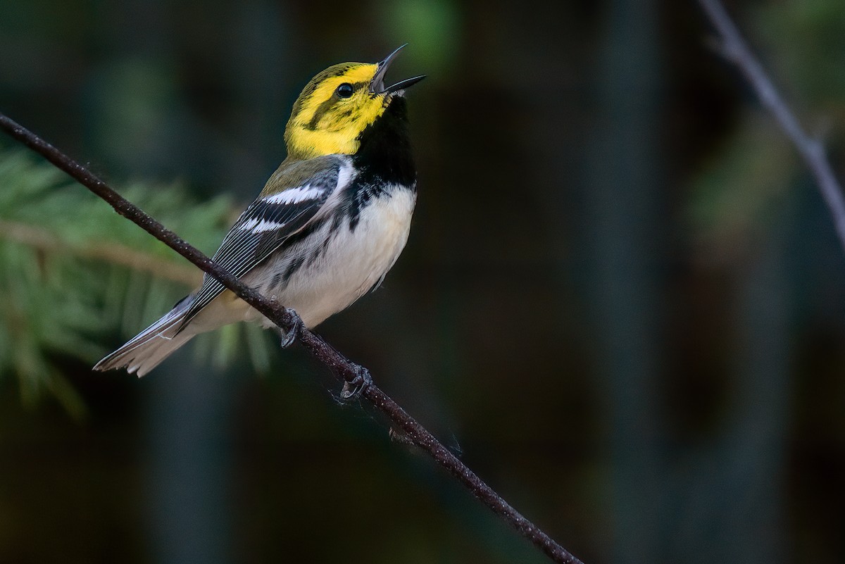 Black-throated Green Warbler - Connor Bowhay
