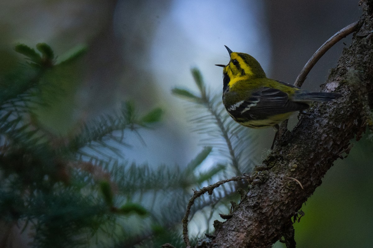 Black-throated Green Warbler - ML457003901