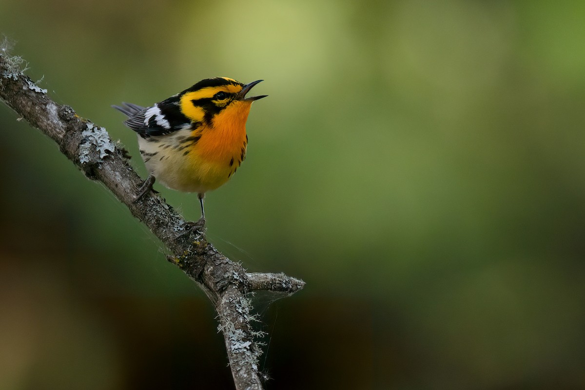 Blackburnian Warbler - ML457004011