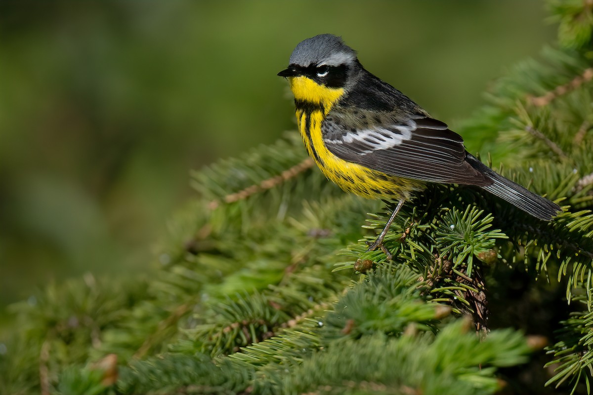 Magnolia Warbler - ML457004131