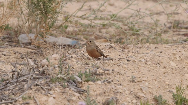 Овсянка Крешмара - ML457004211