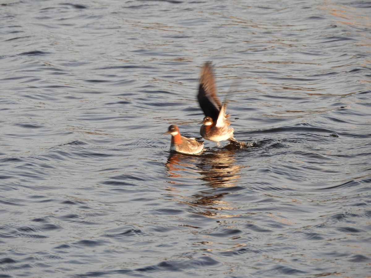 Red-necked Phalarope - ML457004671