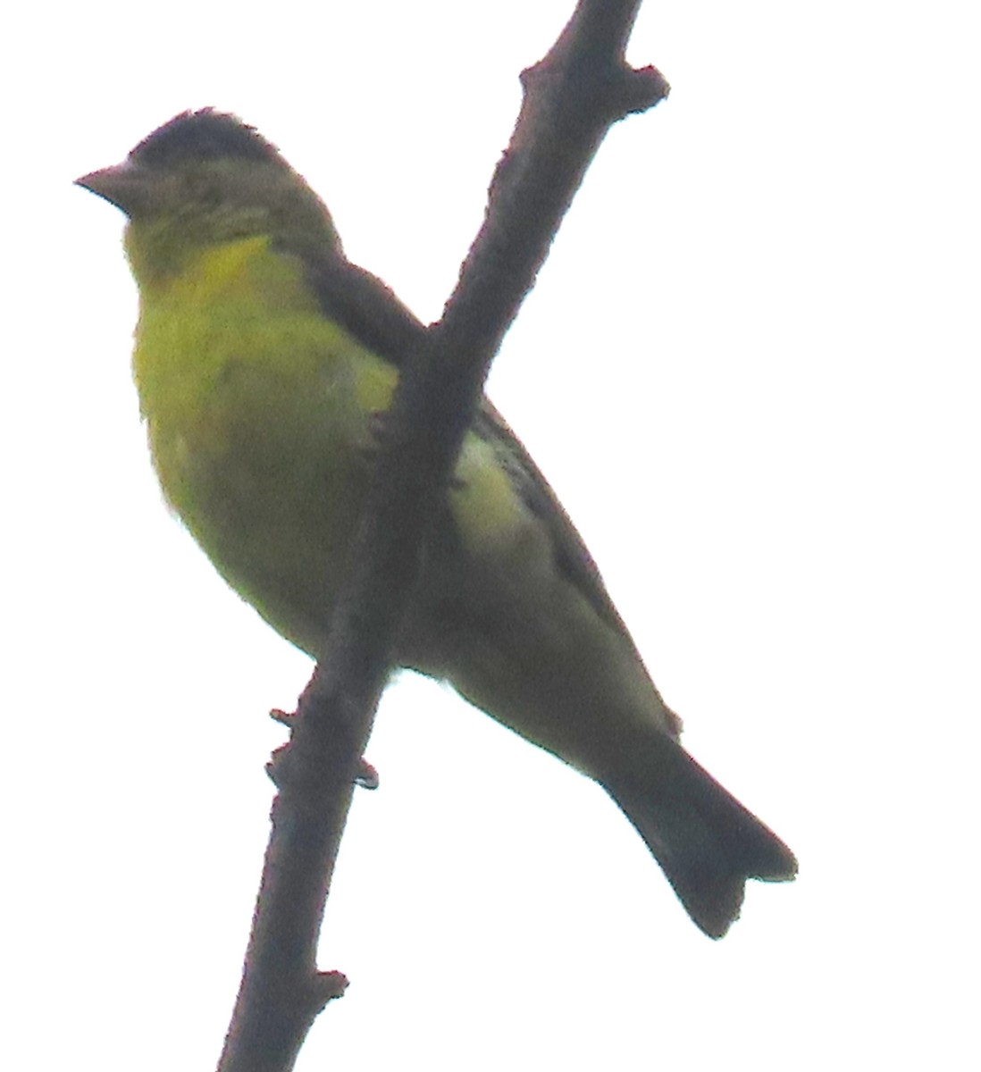 Lesser Goldfinch - ML457005211