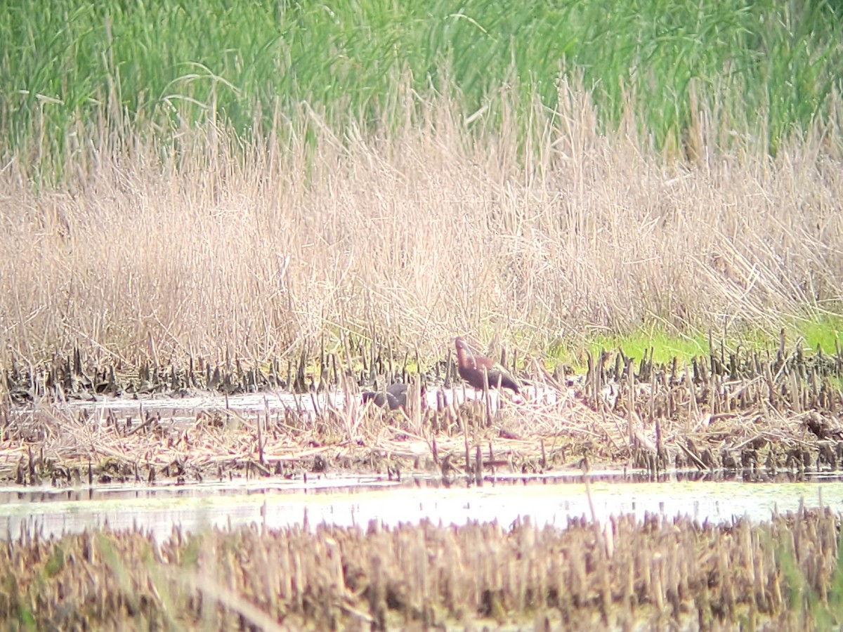 White-faced Ibis - Jim Schwarz