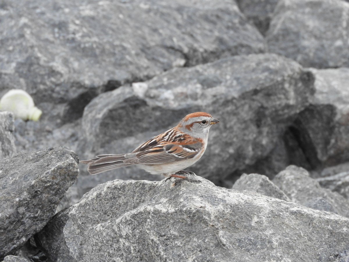 American Tree Sparrow - ML457005531