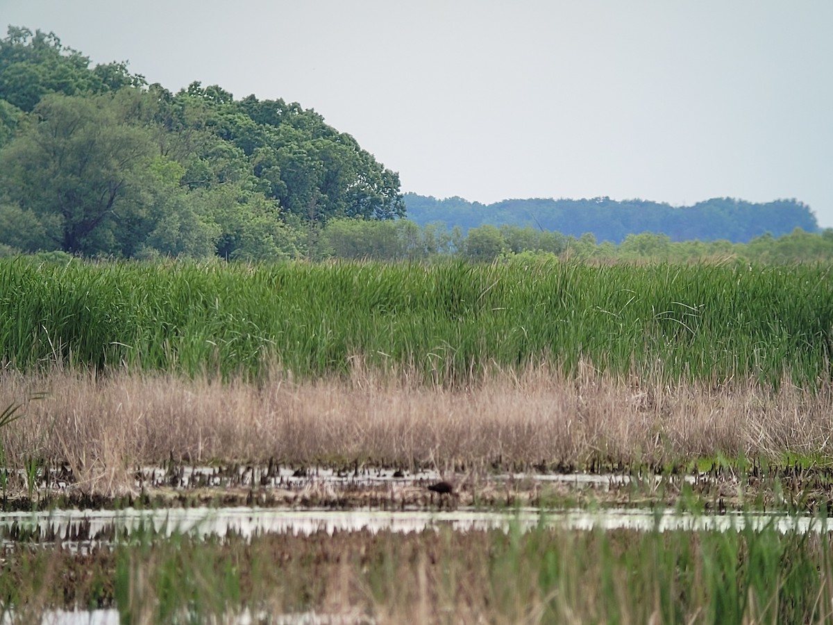 White-faced Ibis - Jim Schwarz