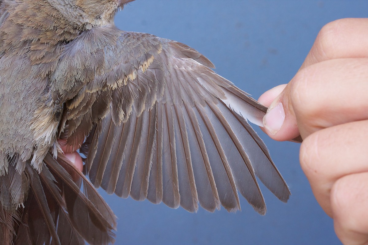 Blue Grosbeak - ML45700611