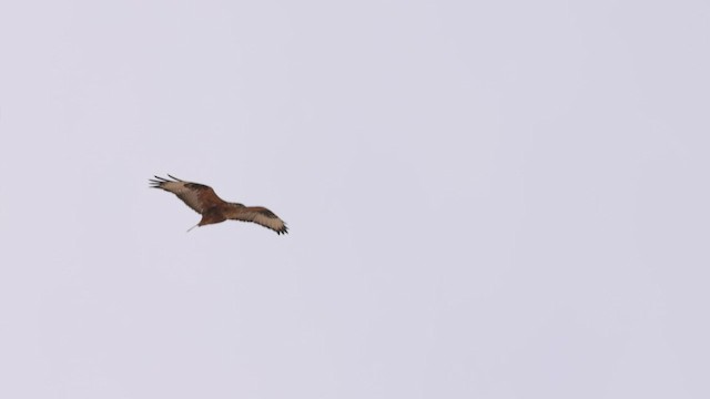 Long-legged Buzzard (Northern) - ML457006421