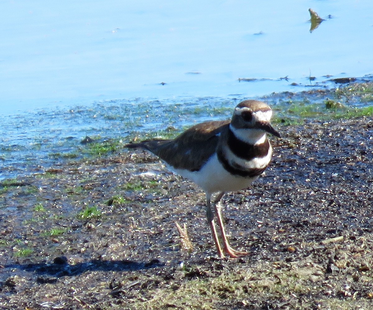 Killdeer - ML457007261
