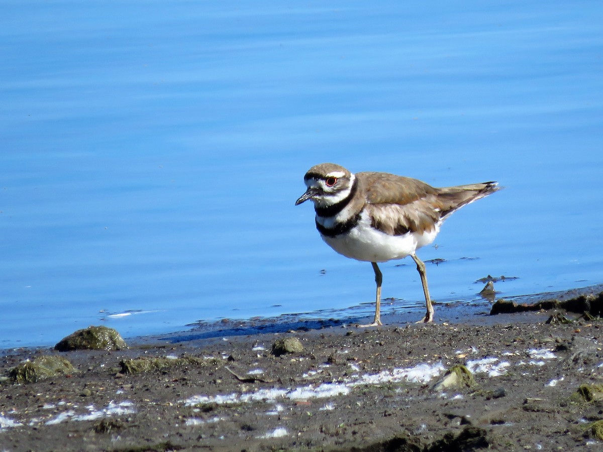Killdeer - ML457007321
