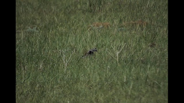 Thick-billed Longspur - ML457007351