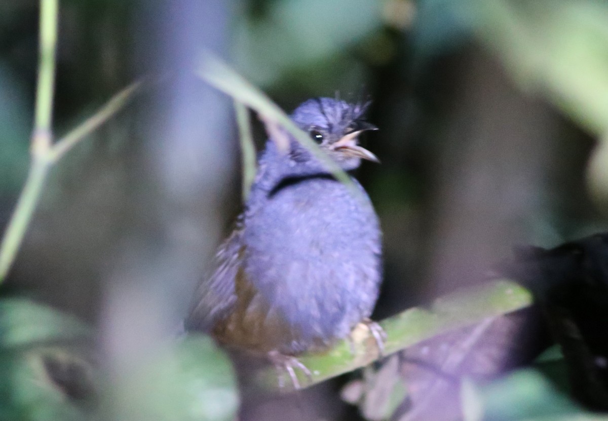 Braunbauchtapaculo - ML45700751