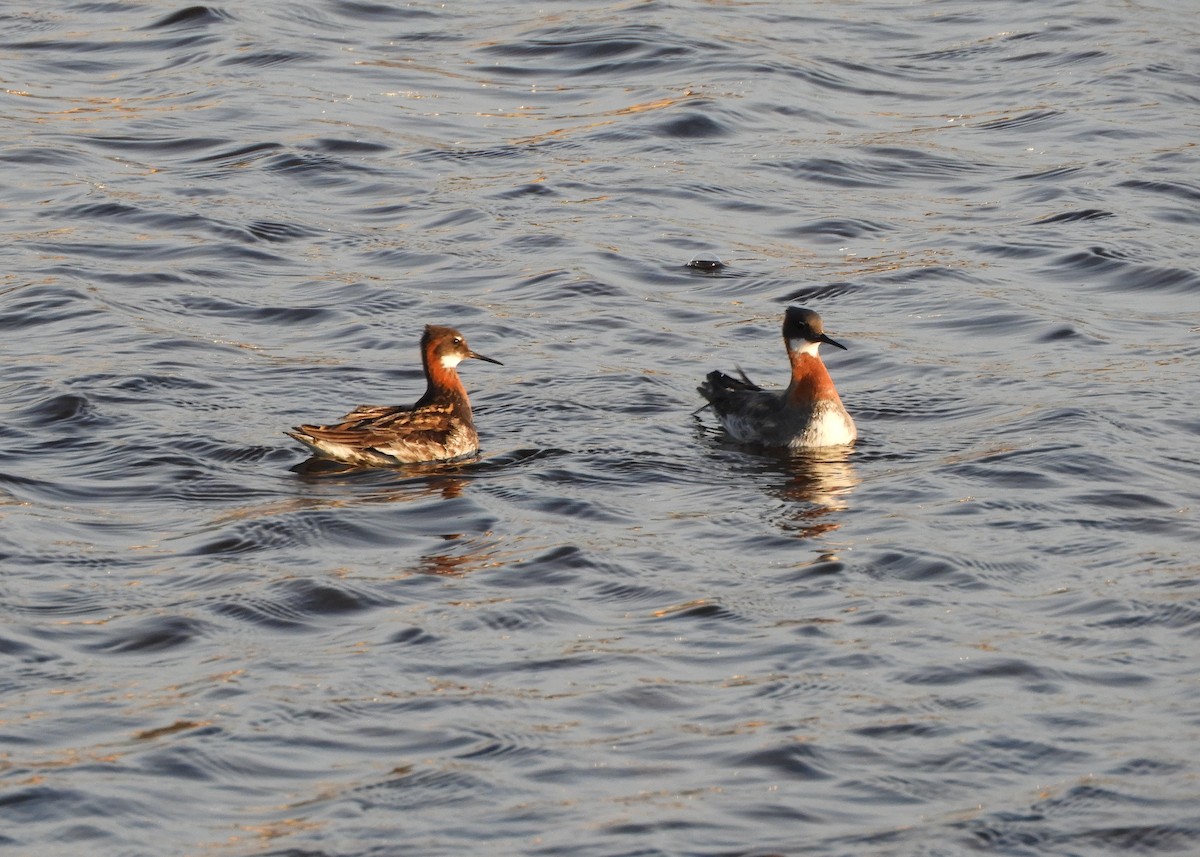 Red-necked Phalarope - ML457007831