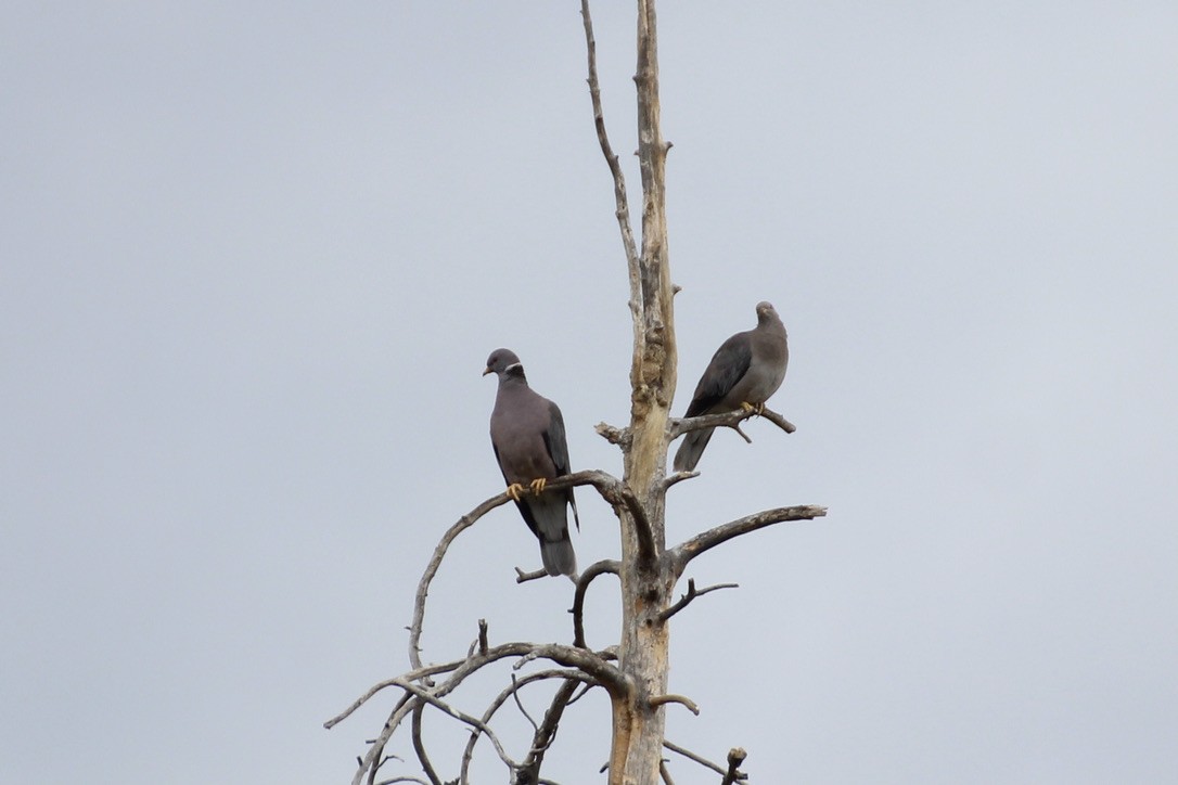 Band-tailed Pigeon - ML457009241