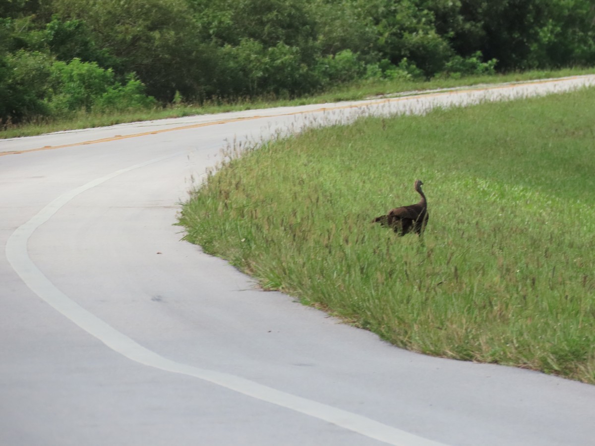 Wild Turkey - ML457010261