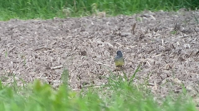 Cassin's Kingbird - ML457010311