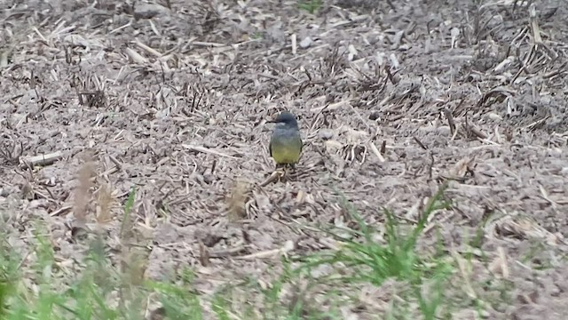 Cassin's Kingbird - ML457010391