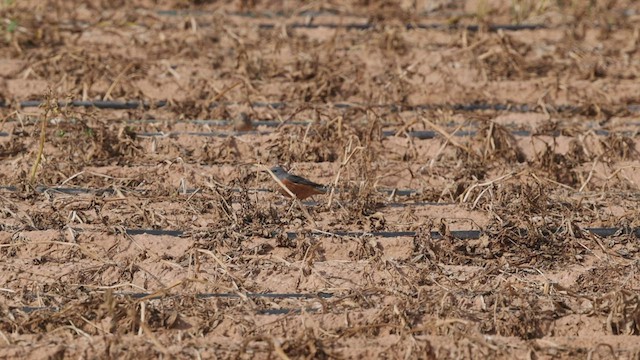 Rufous-tailed Rock-Thrush - ML457010441