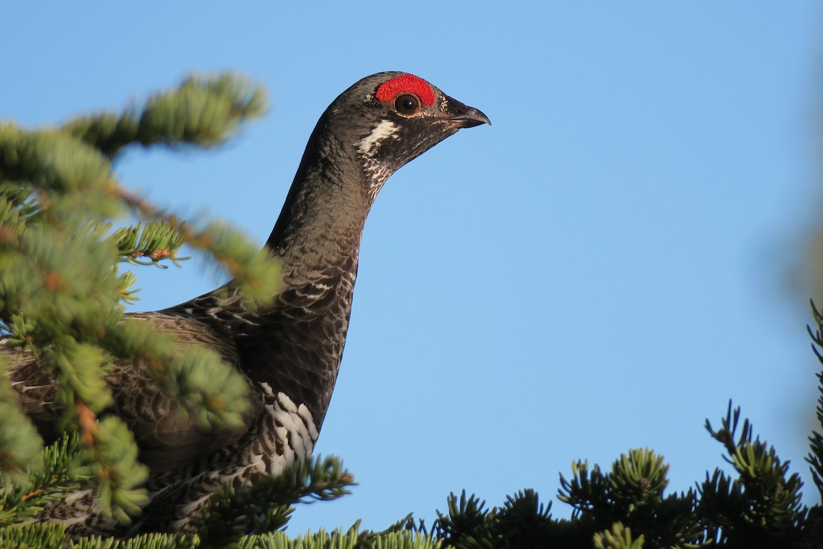 Spruce Grouse - Shelagh Parken