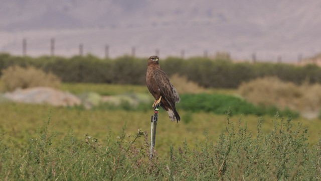 Mäusebussard - ML457011311