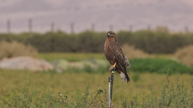 Mäusebussard - ML457011321