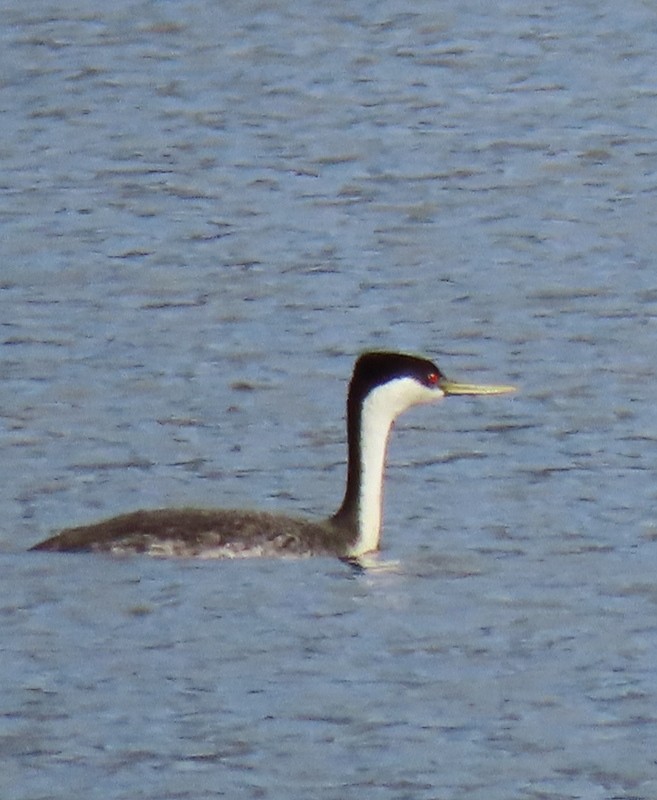 Western Grebe - ML457011451