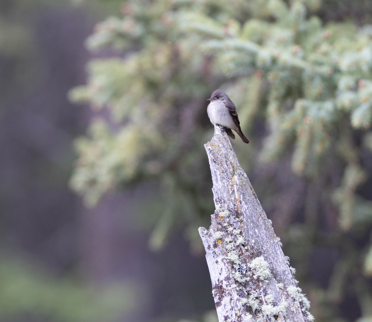 Western Wood-Pewee - ML457011511