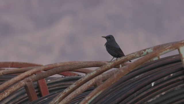 Blue Rock-Thrush - eBird