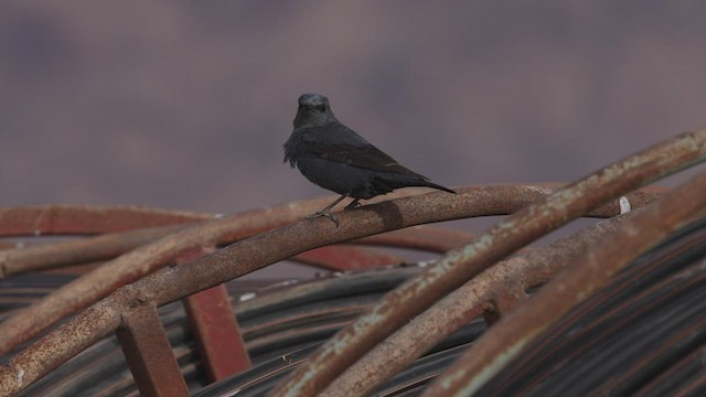 Blue Rock-Thrush - ML457012981