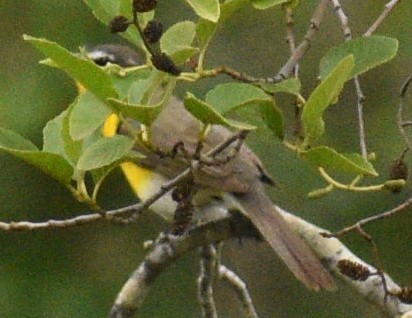 Yellow-breasted Chat - ML457013891