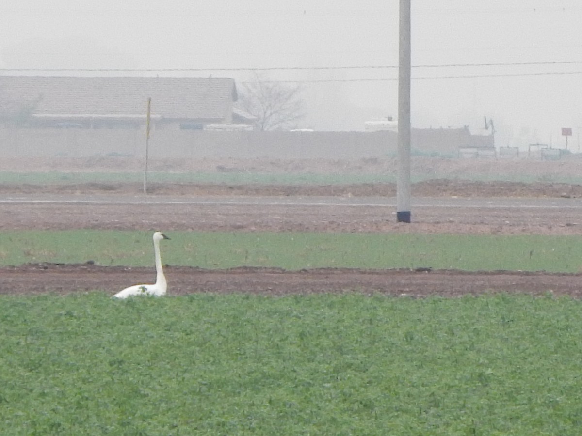 Trumpeter Swan - ML45701401