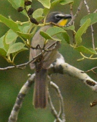 Yellow-breasted Chat - ML457014051