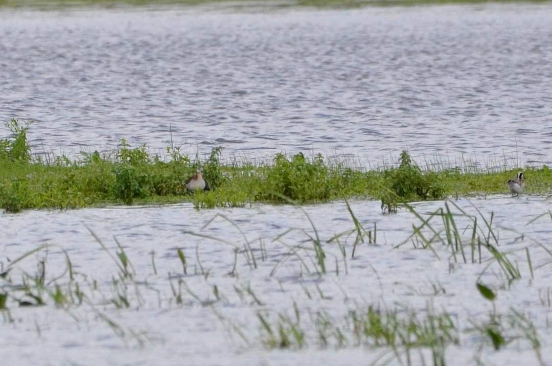 hvithalesvømmesnipe - ML457014061