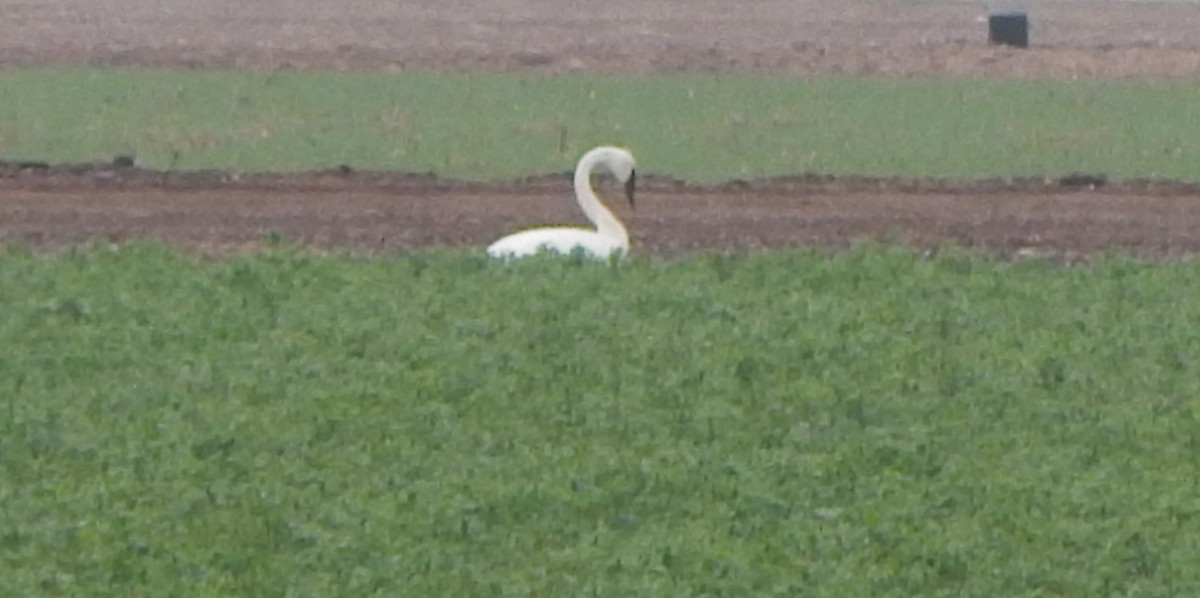 Trumpeter Swan - ML45701481