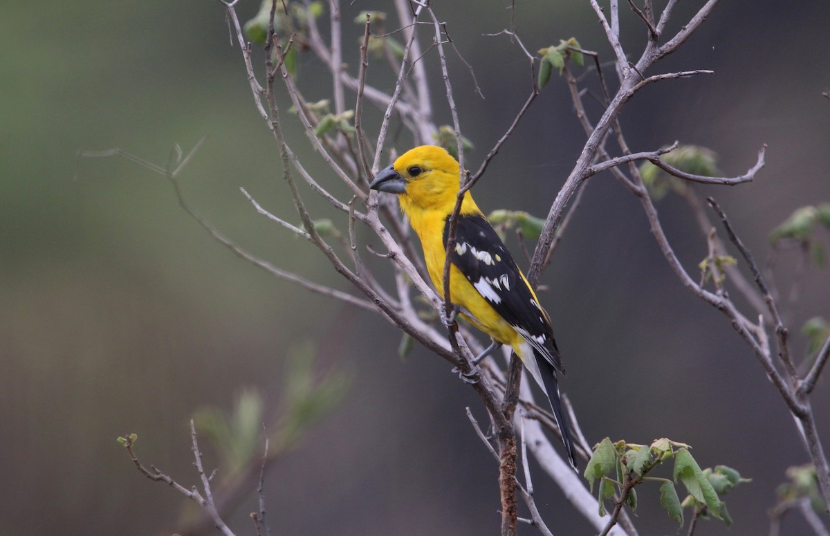 Cardinal jaune (chrysopeplus/dilutus) - ML457015031