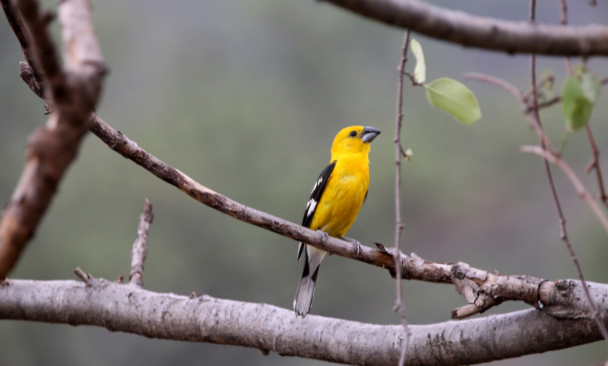 Yellow Grosbeak (Northern) - ML457015061