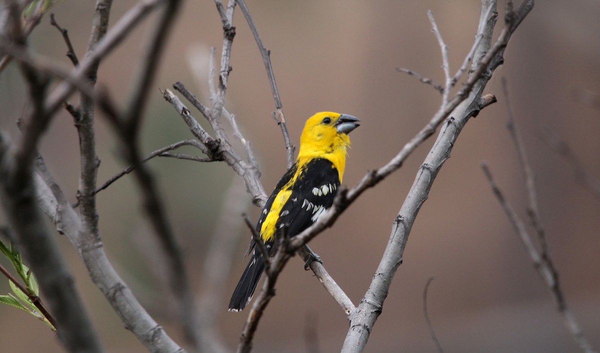 Cardinal jaune (chrysopeplus/dilutus) - ML457015071