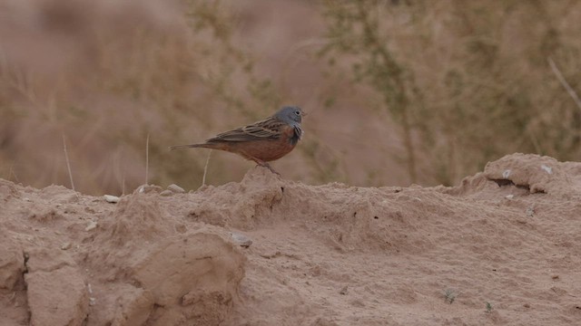 Cretzschmar's Bunting - ML457016401