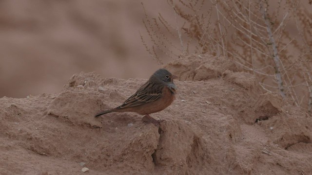 Овсянка Крешмара - ML457016851