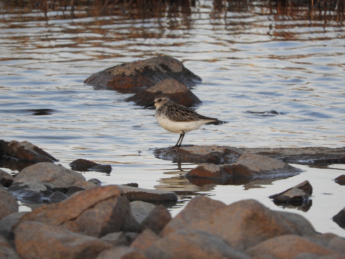 Semipalmated Sandpiper - ML457017091